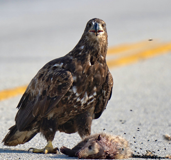 Eagle on Road