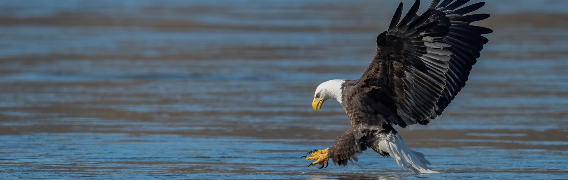 National Eagle Center Endangered Species List